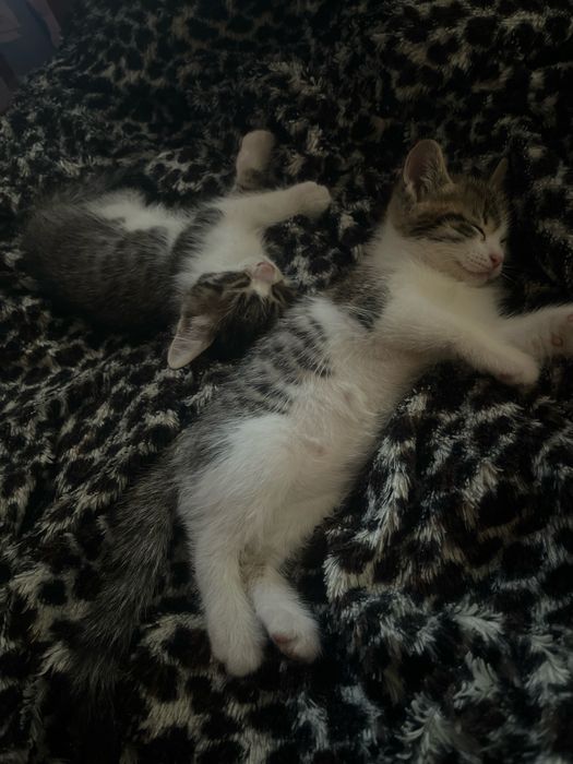 отдам котят в добрые руки