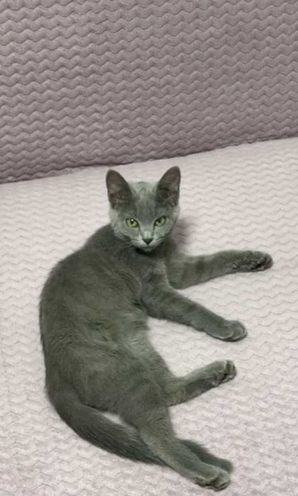 Отдам котенка БЕСПЛАТНО