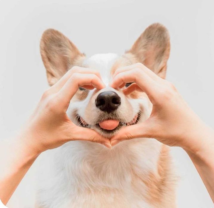 Груминг Pet Barber Варна