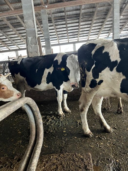 Vaci cu lapte, din rasa hollstein, tinere,