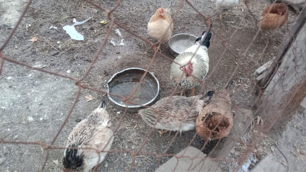 Продам курей с петухом