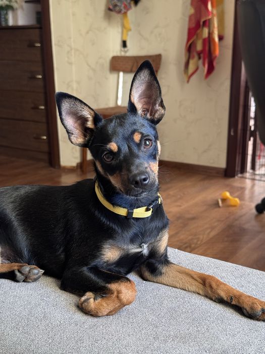 вязка кабеля тойчик