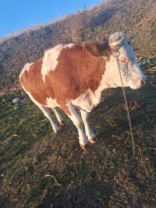 Vand vaca gestanta in  o lună  și  junică gestanta in 6 luni