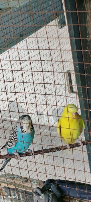 Valnistila sotiladi ishlagan parla