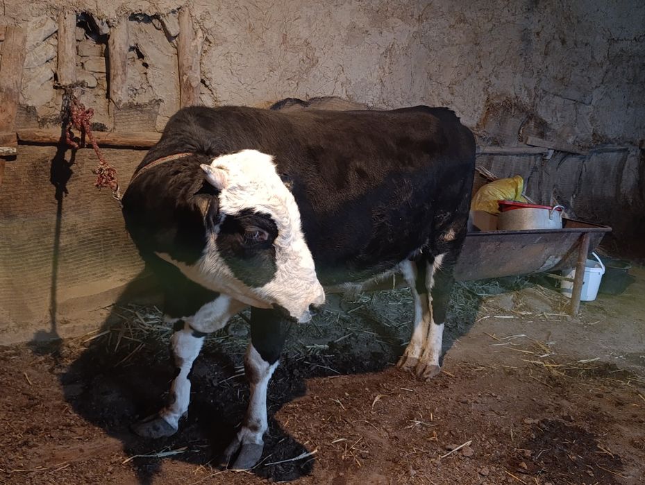 бука сотилади  ..