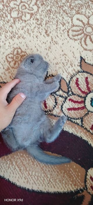 Scottish fold mushuk