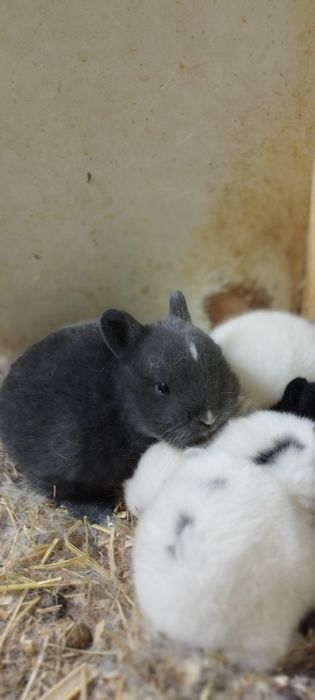 Mitti karlik quyonchala sotuvda 100 mindan