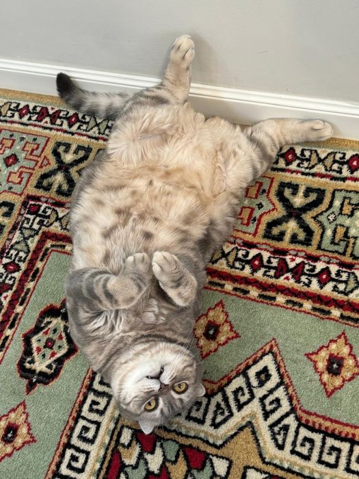 Шотландский вислоухий кот