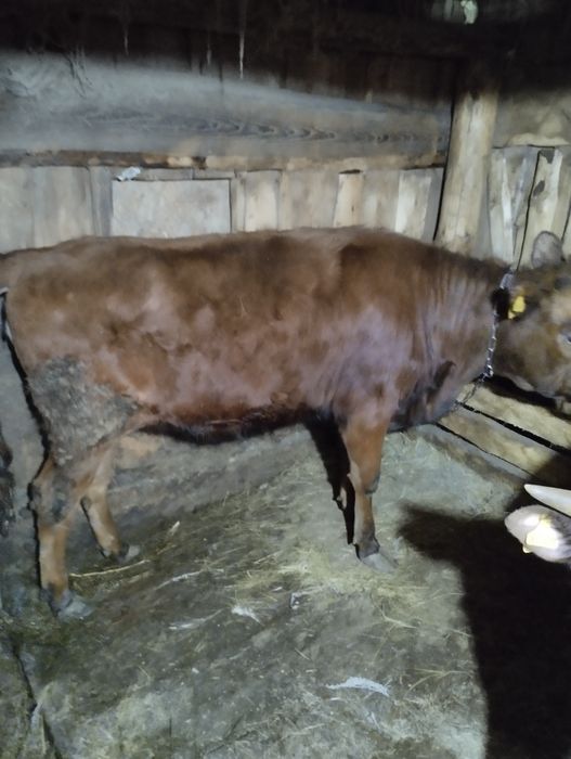 Продам тёлку тёлка