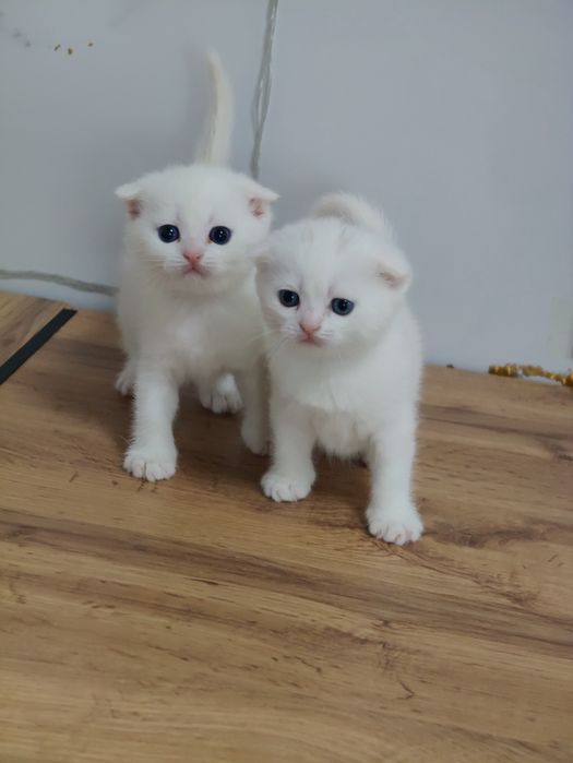 Шотландские котята с разными глазами .