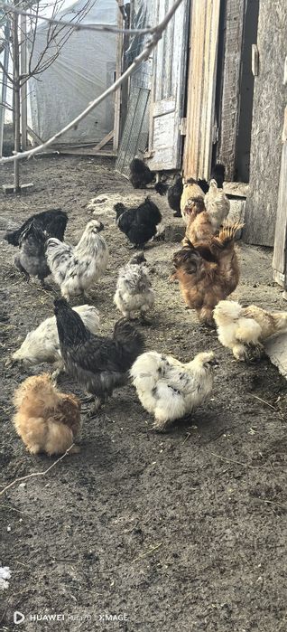 Matase japoneză 1+1 sau cocoși