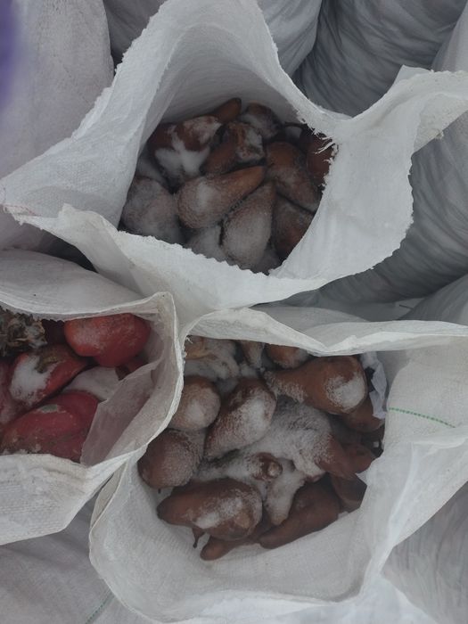 Пищевые корма для животных