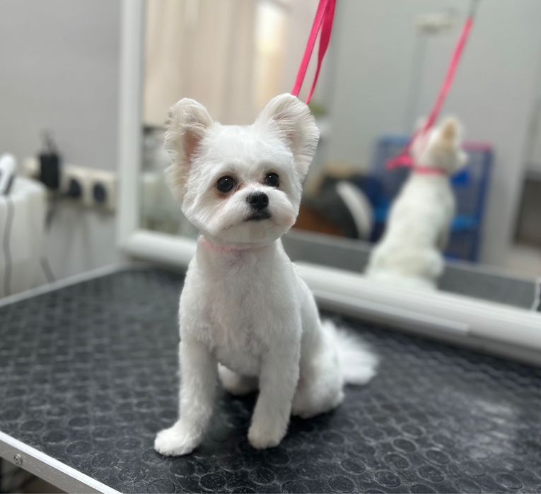 Продам микромальтипу девочка 1 год 10 мес.