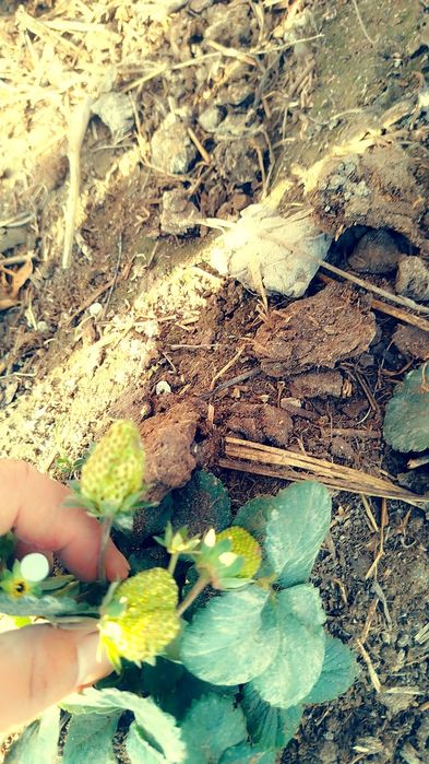 12 ой хосил берувчи кулупнай