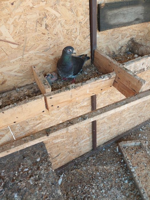 Vand sau schimb porumbei