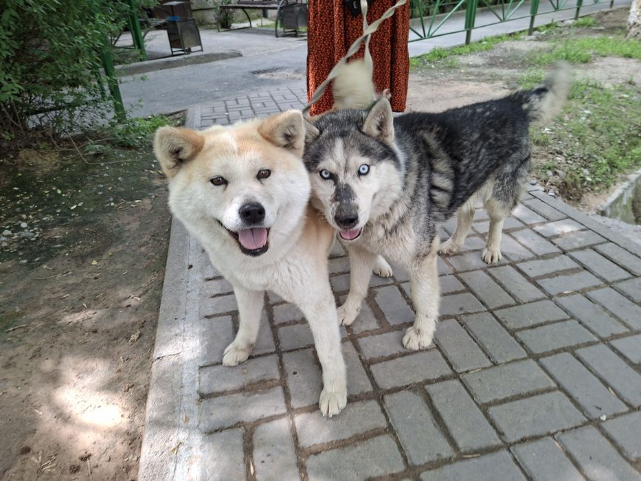 Сиба Ину и Хаски