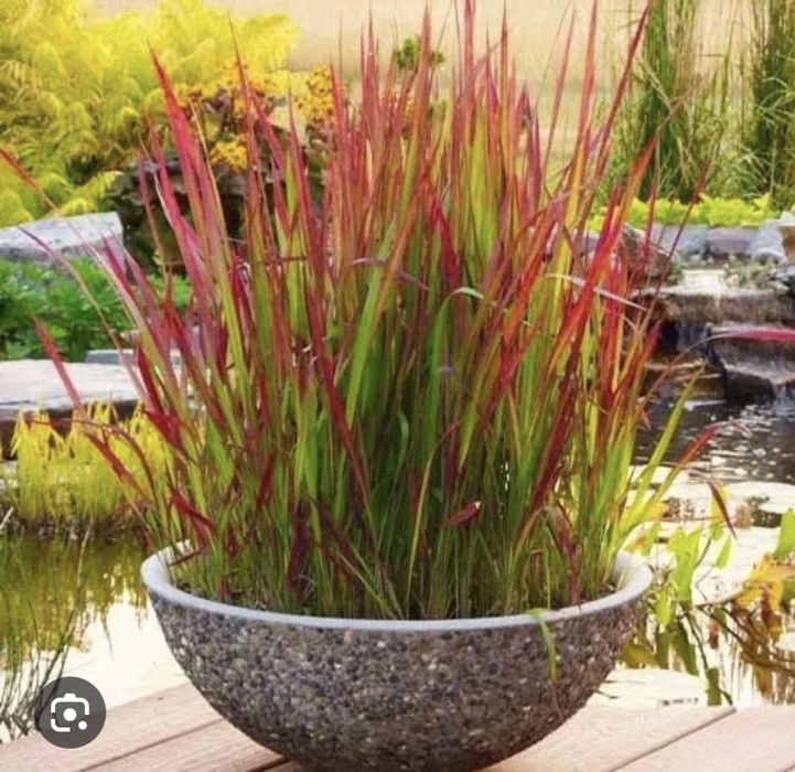 Императа ред барон цилиндрический