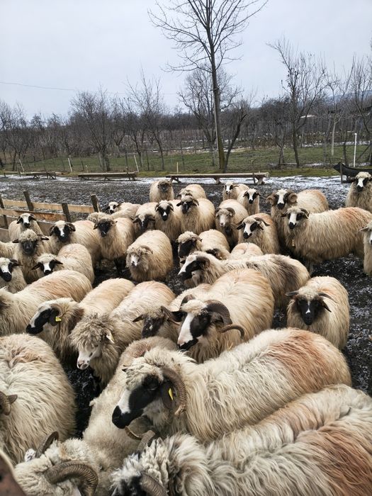 Vând lot de 42 de oi breze