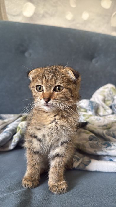 шотландский вислоухий котенок