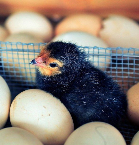 Инкубационные яйца Австралорпа
