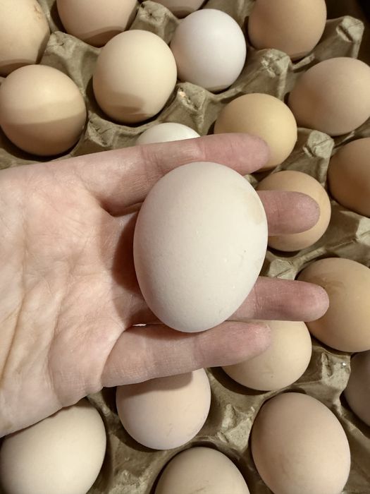 Оптом Шымкент куриные яйца от 40 тг