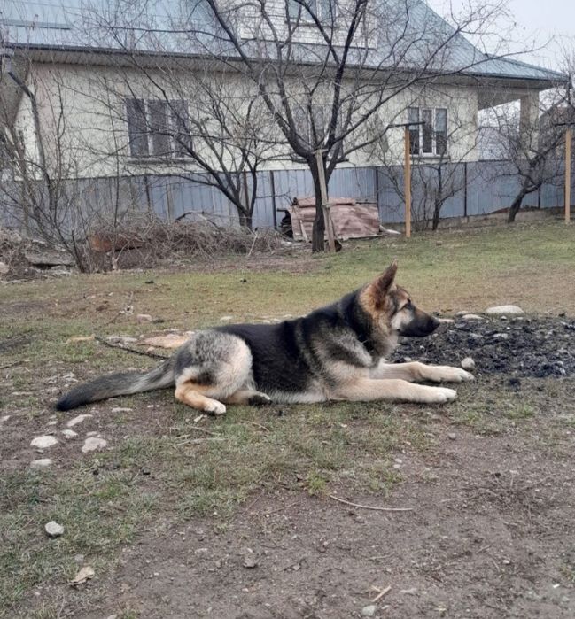 продается овчарка вео 5 месяцев