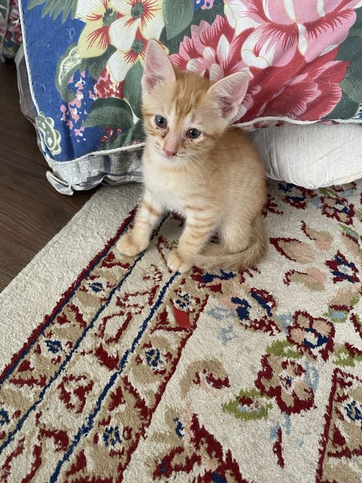 котенок девочки