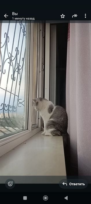 Продам кота доброго, спокойного