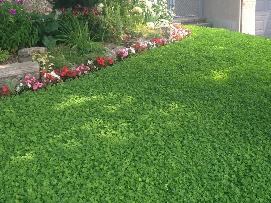 Туркестан Газон егеміз 1000 теңге кв