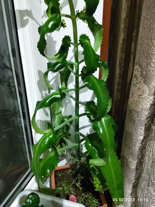 Продам коланхоэ  лечебный