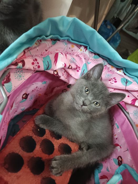 Отдам котят пара британец мама простая кошка