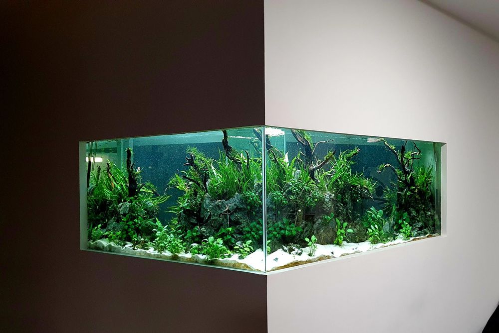 Servici intretinere mentenanta curatare aranjament acvariu apa dulce