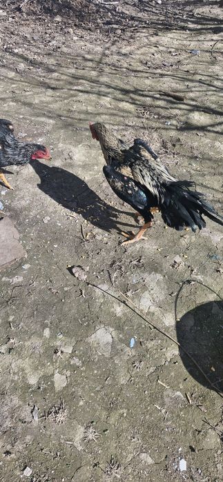 докан турк хуроз акаси