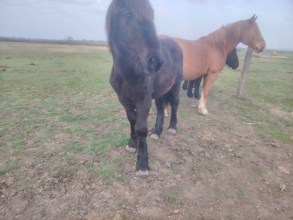 Manze negre din părinți de rasa