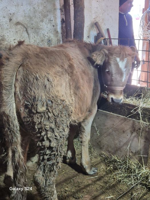 De vânzare vitica de 7 luni