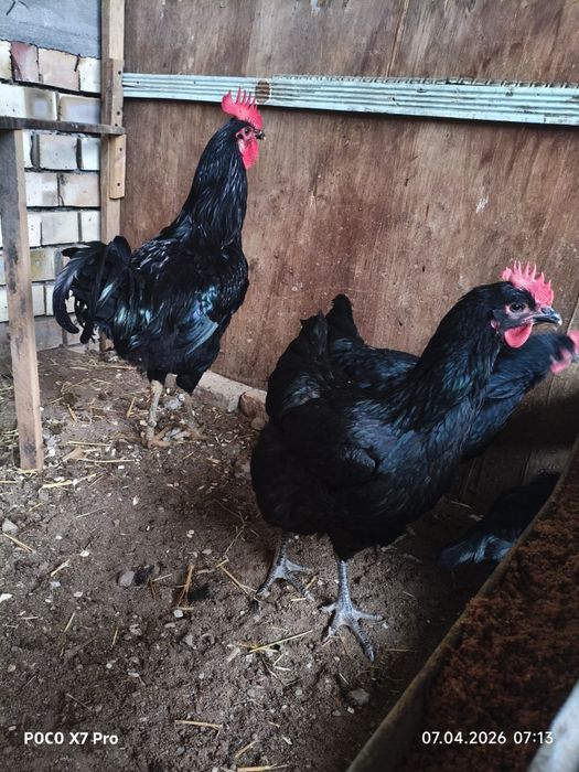 Yosh qora shaxzoda oila sotiladi