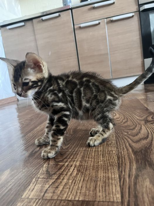 Бенгальский котенок
