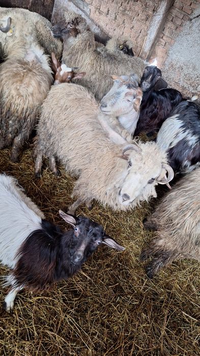 Oi de tăiat slăbuțe