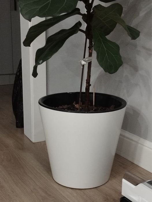 Фикус лирата с горшком
