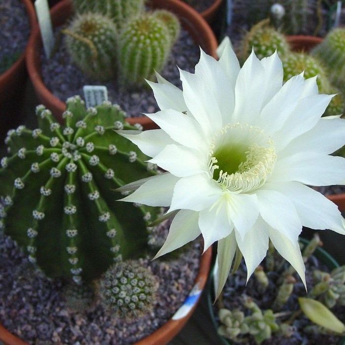 Кактус (эхинопсис)