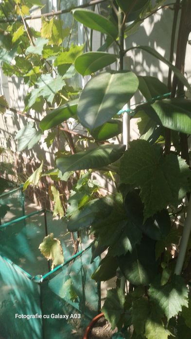 Schefflera arboricola sau arborele umbrela