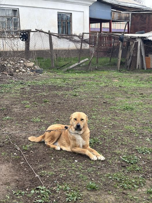 Продам Алабай город Сарыагаш