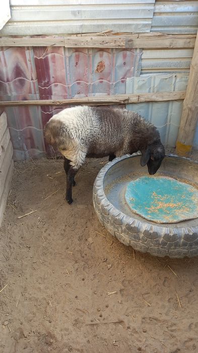 Қой сатамын жақсы бағамен