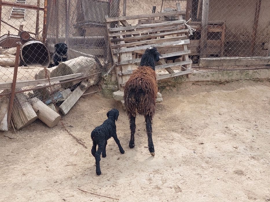 Жас қозылы қой сатылады