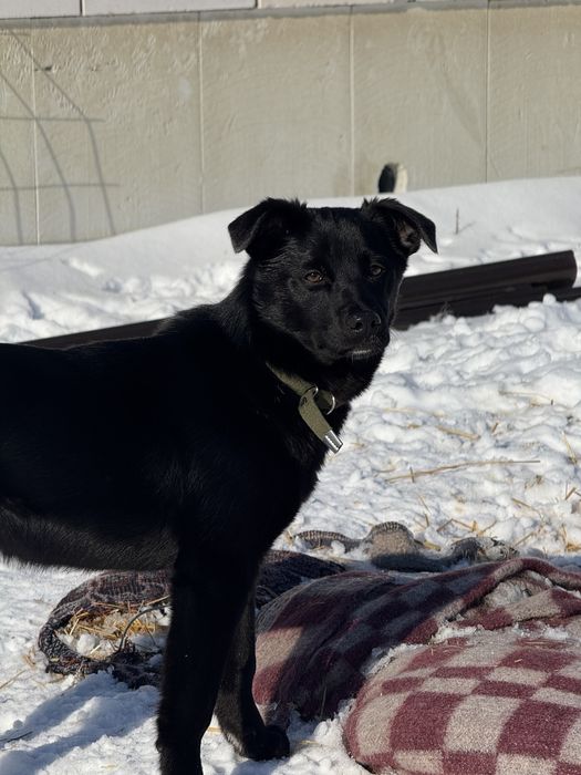 Отдам щенков в добрые руки