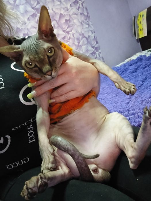 Вязка канадский сфинкс