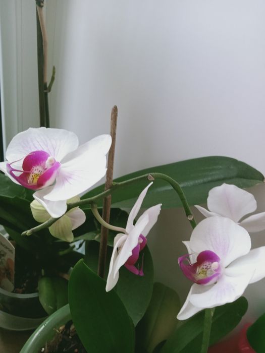 Орхидеи распродажа
