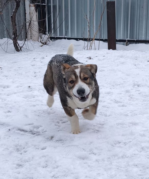 Ищем дом не проходите мимо!