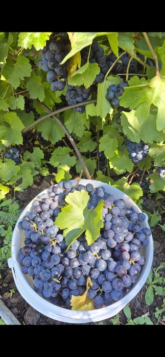 Продам домашний виноград.