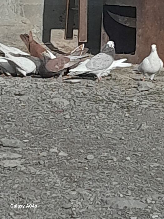 Продам галубей бакинцы